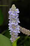 Pickerelweed